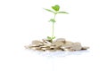 Growth in coins Royalty Free Stock Photo