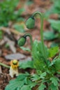 Closeup of corn poppy flower buds Royalty Free Stock Photo