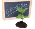 Growth concept with a green small plant Royalty Free Stock Photo