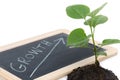 Growth concept with a green small plant Royalty Free Stock Photo