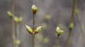 Growth Concept New Leaves and Buds (2)