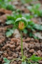 Closeup of a corn poppy flower bud, heart shaped Royalty Free Stock Photo