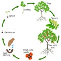 A growth cycle of a ackee tree on a white background.