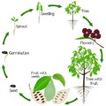 A growth cycle of asimina triloba the pawpaw plant on a white background.