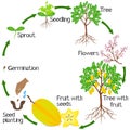 A growth cycle of a carambola plant on a white background.