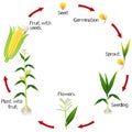 A growth cycle of a corn plant on a white background.