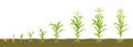 Growth cycle of corn in the soil. Seed germination, root formation, shoots with leaves and the harvesting stage.