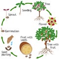 A growth cycle of cupuacu cacao plant on a white background.