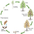 A growth cycle of a dahurian gmelin larch plant on a white background.