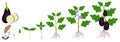 A growth cycle of a eggplant plant is isolated on a white background.