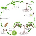 A growth cycle of a kiwi plant on a white background.