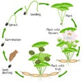 A growth cycle of lotus plant on a white background.