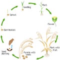A growth cycle of a millet plant on a white background.