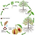 A growth cycle of nutmeg plant on a white background.