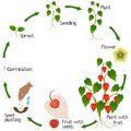 A growth cycle of physalis plant on a white background.