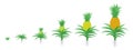 The Growth Cycle of pineapple. Tropical plant with an edible fruit. Ananas phases set. Ananas comosus ripening period. The life