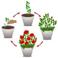 A growth cycle of potted rose on a white background.