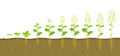 Growth cycle of rapeseed in soil. Phases of development of root system of plants. Vector illustration of growing
