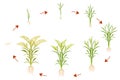 Growth cycle of rice is circular. Infographics of growing cereal plants. Royalty Free Stock Photo