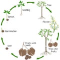 A growth cycle of rubber tree Hevea brasiliensis plant on a white background.