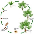 A growth cycle of Salak or Snake Fruit Salacca zalacca plant on a white background.