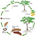 A growth cycle of tamarind plant on a white background.