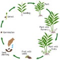 A growth cycle of true cardamom elettaria cardamomum plant on a white.