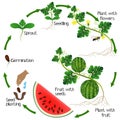 A growth cycle of a watermelon plant on a white background.