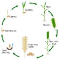 A growth cycle of a wheat plant is isolated on a white background.