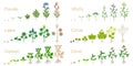 Growth cycles of green manure plants on a white.