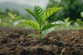 Growth, Development, and Expansion A Young Plant Sprouting Upwards, Representing Effective Increase Directed by Elements and Royalty Free Stock Photo