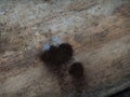 chocolate tube slime mold (stemonitis splendens) on a fallen tree