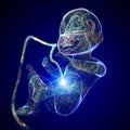 Growth of the fetus, umbilical cord, nourishment and energy for the evolution of the baby. Royalty Free Stock Photo