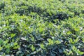 Growth in the fields of Green peanut