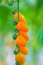 Growth of fresh orange cherry tomatoes