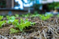 Growth fresh vegetable salad garden at organic farm. Argiculture concept Royalty Free Stock Photo