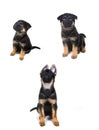 Growth of a German shepherd puppy