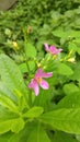 Ginseng plants