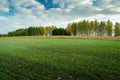 Growth of green grain in the field, trees and clouds on the sky Royalty Free Stock Photo