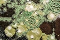 Growth of green mold on food, spread of fungi, close-up abstract background