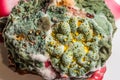 Growth of green mold on food, spread of fungi, close-up abstract background