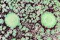 Growth of green mold on food, spread of fungi, close-up abstract background