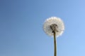 One dandelion stands after flowering against the background of the sky. Royalty Free Stock Photo