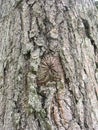 Growth in tree bark