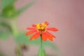 Growth inflorescence flower head close-up