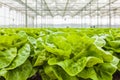 Growth of lettuce inside a greenhouse