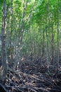 Growth mangrove, forest Royalty Free Stock Photo