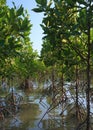 Growth mangrove Royalty Free Stock Photo