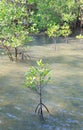 Growth mangrove Royalty Free Stock Photo