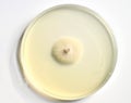 growth of microorganisms in a Petri dish, Bacteria, yeast and mold growing on an agar plate.